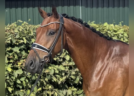Oldenburg, Gelding, 4 years, 16,2 hh, Brown