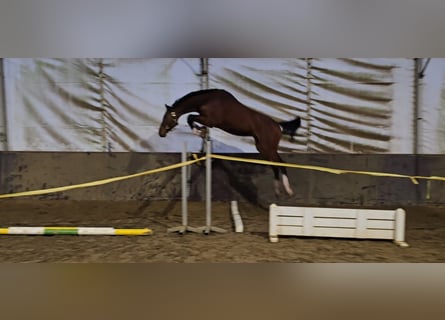 Oldenburg, Gelding, 4 years, 16,2 hh, Brown