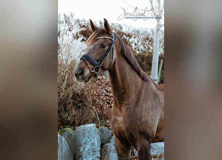 Oldenburg, Gelding, 4 years, 16,2 hh, Chestnut