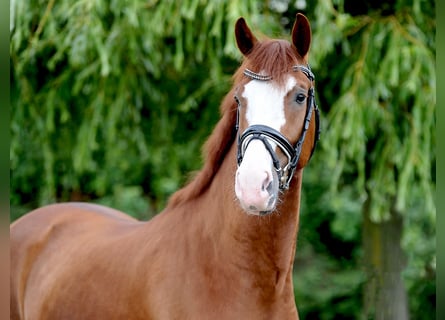 Oldenburg, Gelding, 4 years, 16,2 hh, Chestnut-Red