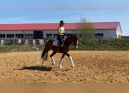 Oldenburg, Gelding, 4 years, 16,2 hh, Chestnut-Red
