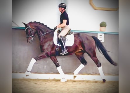 Oldenburg, Gelding, 4 years, 16,2 hh, Smoky-Black