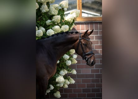 Oldenburg, Gelding, 4 years, 16,3 hh, Bay-Dark