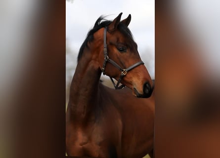 Oldenburg, Gelding, 4 years, 16,3 hh, Brown