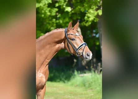 Oldenburg, Gelding, 4 years, 16,3 hh, Chestnut-Red