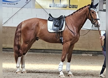 Oldenburg, Gelding, 4 years, 17,1 hh, Chestnut-Red