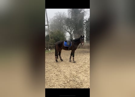 Oldenburg, Gelding, 4 years, 17,2 hh, Bay-Dark