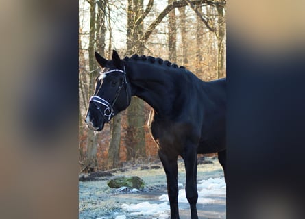 Oldenburg, Gelding, 4 years, 17,2 hh, Black