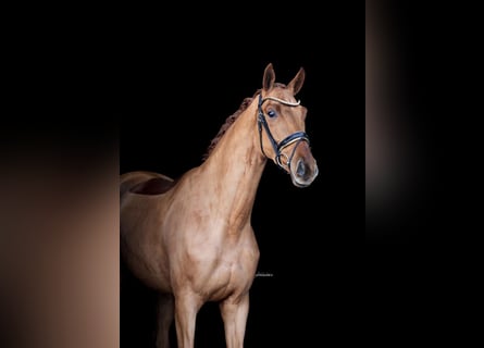 Oldenburg, Gelding, 4 years, 17.2 hh, Chestnut-Red