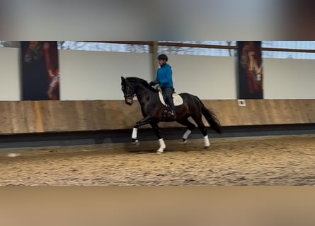 Oldenburg, Gelding, 4 years, 17 hh, Bay-Dark