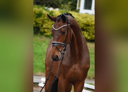 Oldenburg, Gelding, 4 years, 17 hh, Bay-Dark