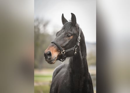 Oldenburg, Gelding, 4 years, 17 hh, Bay-Dark