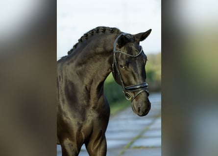 Oldenburg, Gelding, 4 years, 17 hh, Black