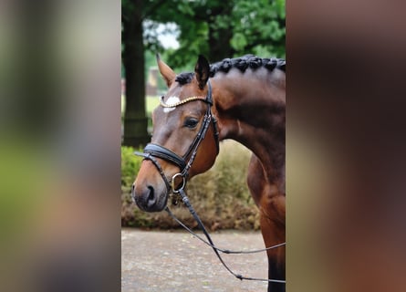 Oldenburg, Gelding, 4 years, 17 hh, Brown