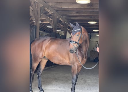 Oldenburg, Gelding, 4 years, 17 hh, Brown
