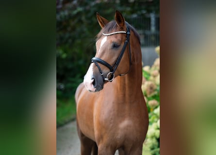 Oldenburg, Gelding, 4 years, 17 hh, Chestnut