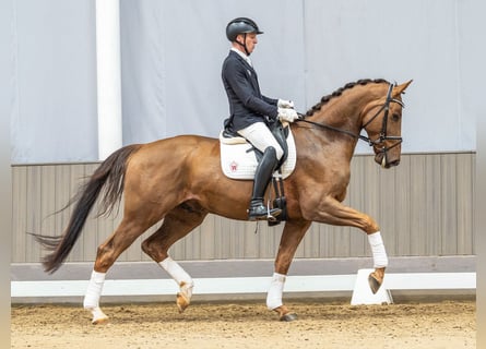 Oldenburg, Gelding, 4 years, 17 hh, Chestnut