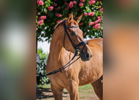 Oldenburg, Gelding, 4 years, 17 hh, Chestnut-Red