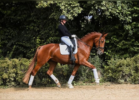 Oldenburg, Gelding, 4 years, 17 hh, Chestnut-Red