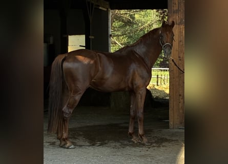 Oldenburg, Gelding, 4 years, 17 hh, Chestnut-Red