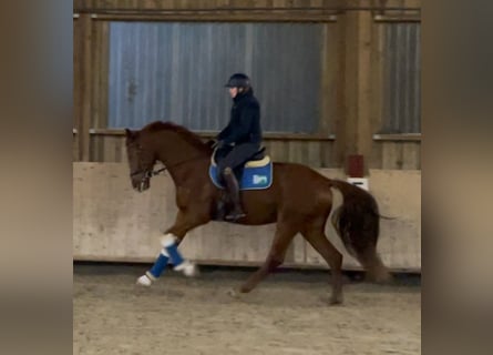 Oldenburg, Gelding, 4 years, 17 hh, Chestnut-Red