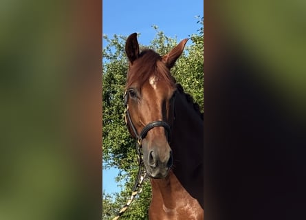 Oldenburg, Gelding, 4 years, 17 hh, Chestnut-Red