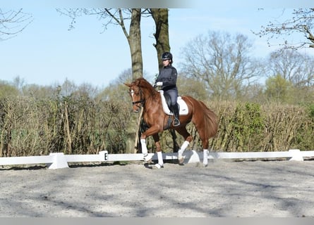 Oldenburg, Gelding, 4 years, 17 hh, Chestnut-Red
