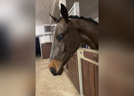 Oldenburg, Gelding, 4 years, 17 hh, Smoky-Black