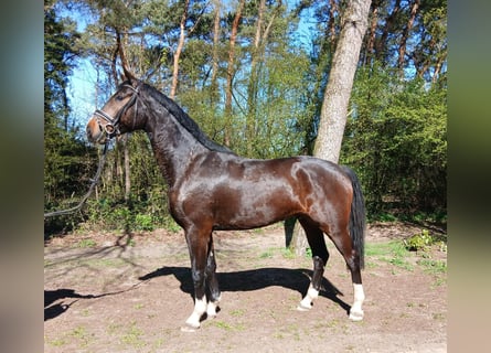 Oldenburg, Gelding, 4 years, 17,1 hh, Bay-Dark