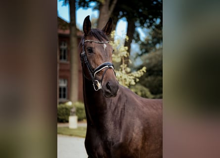 Oldenburg, Gelding, 4 years, 17,1 hh, Bay-Dark