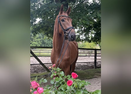 Oldenburg, Gelding, 4 years, 17,2 hh, Chestnut-Red