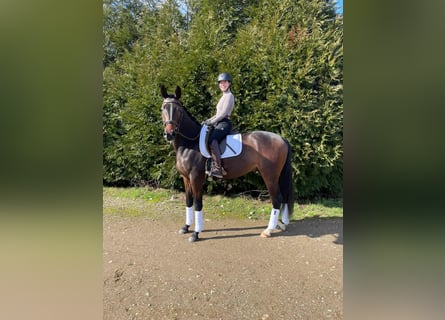 Oldenburg, Gelding, 4 years, Bay-Dark