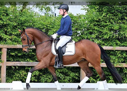 Oldenburg, Gelding, 4 years, Brown