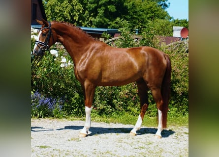 Oldenburg, Gelding, 4 years, Chestnut