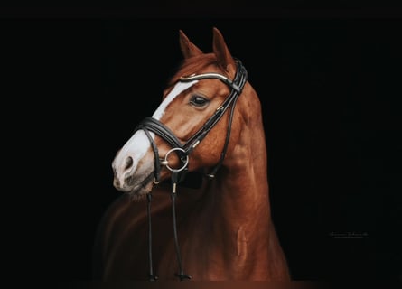 Oldenburg, Gelding, 5 years, 15,3 hh, Chestnut-Red