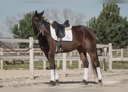Oldenburg, Gelding, 5 years, 15,3 hh, Bay-Dark