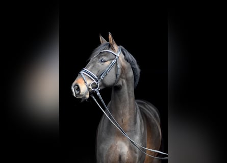 Oldenburg, Gelding, 5 years, 16,1 hh, Bay-Dark