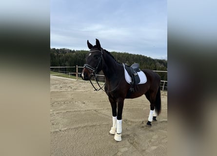 Oldenburg, Gelding, 5 years, 16.1 hh, Bay-Dark