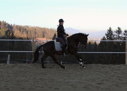 Oldenburg, Gelding, 5 years, 16.1 hh, Bay-Dark