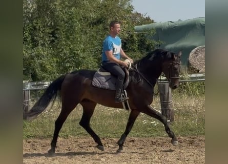 Oldenburg, Gelding, 5 years, 16.1 hh, Brown
