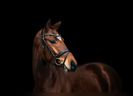Oldenburg, Gelding, 5 years, 16.1 hh, Brown