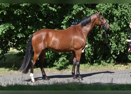 Oldenburg, Gelding, 5 years, 16.1 hh, Brown