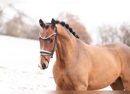 Oldenburg, Gelding, 5 years, 16.1 hh, Brown