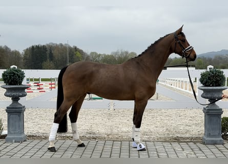 Oldenburg, Gelding, 5 years, 16.1 hh, Brown