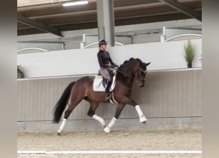 Oldenburg, Gelding, 5 years, 16,1 hh, Brown