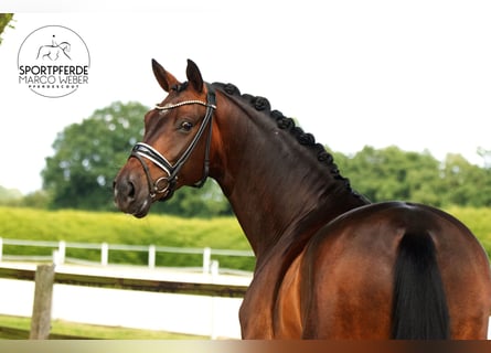 Oldenburg, Gelding, 5 years, 16.1 hh, Brown