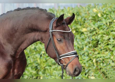 Oldenburg, Gelding, 5 years, 16.1 hh, Brown