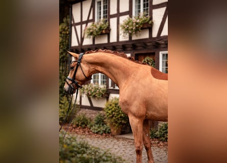 Oldenburg, Gelding, 5 years, 16.1 hh, Chestnut-Red