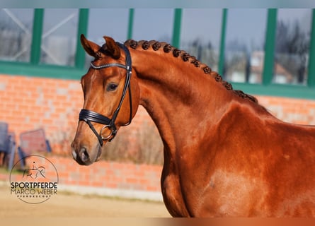 Oldenburg, Gelding, 5 years, 16.1 hh, Chestnut-Red