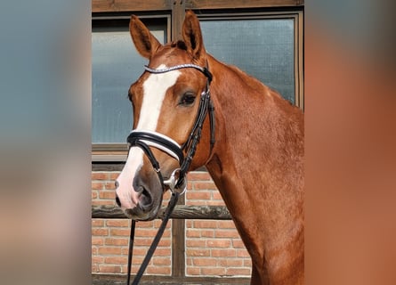 Oldenburg, Gelding, 5 years, 16,1 hh, Chestnut-Red